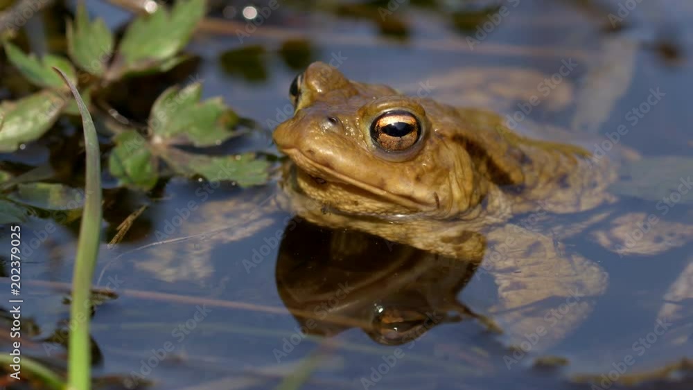 Common toads in water (Bufo bufo) Common toads in water (Bufo bufo)