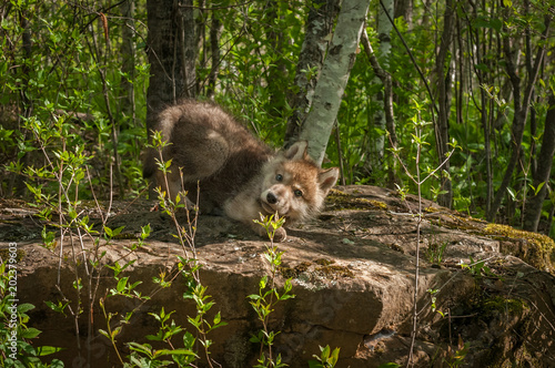 Grey Wolf (Canis lupus) Pup Crouched on Rock