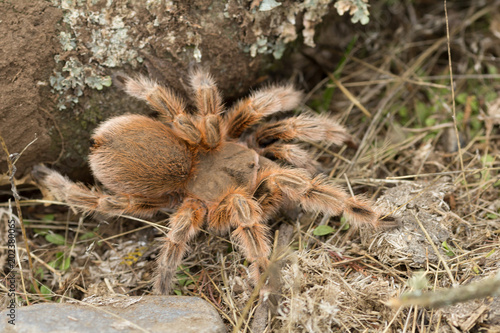 Araña Pollito