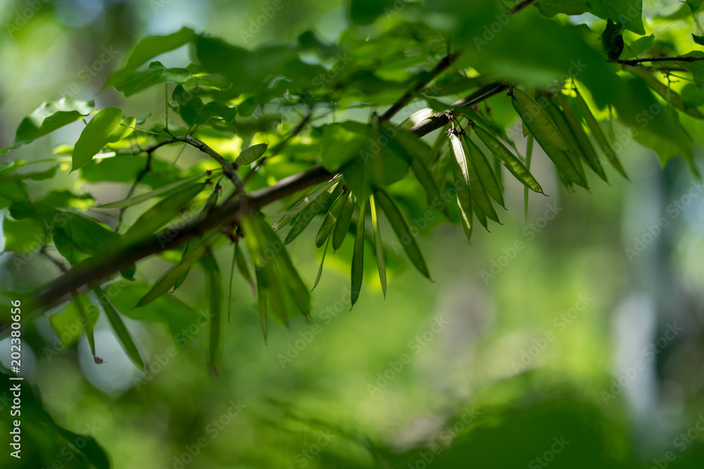 Leaves of trees in the rays of sunlight on a spring day in Texas Leaves of trees in the rays of sunlight on a spring day in Texas