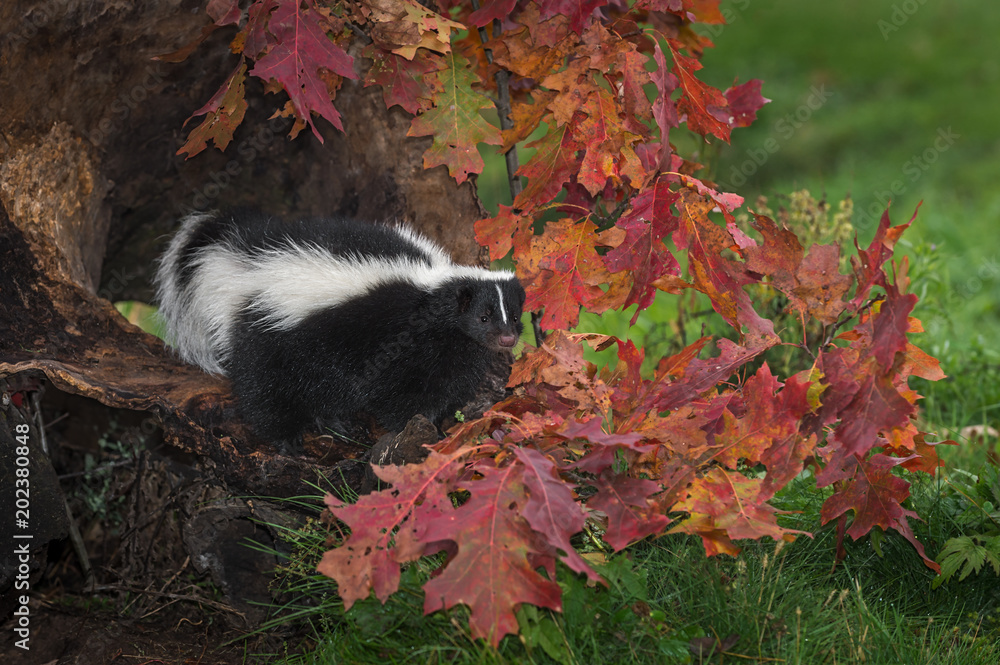Striped Skunk (Mephitis mephitis) Sits In Autumn Log Striped Skunk (Mephitis mephitis) Sits In Autumn Log