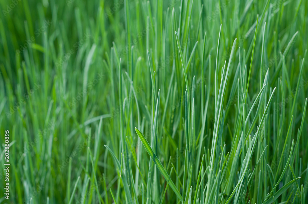 Green young grass close-up