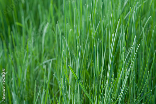 Green young grass close-up © Bokeh Art Photo