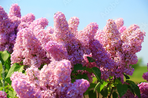 lilac against the blue sky