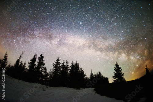 Milky Way over the Fir-trees © panaramka
