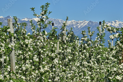 Apfelanbau - Apfelblüte in Südtirol