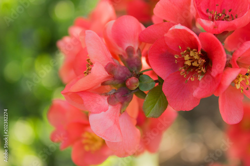 Chaenomeles. Japanese quince. Spring red flowers background. Selective focus, close up.