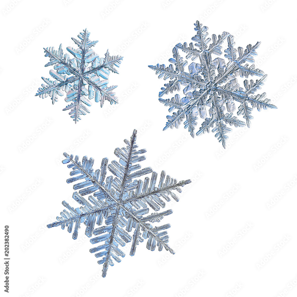 Three snowflakes isolated on white background. Macro photo of real snow crystals: large stellar dendrites with complex, ornate shapes, fine hexagonal symmetry, long elegant arms and glossy surface. Three snowflakes isolated on white background. Macro photo of real snow crystals: large stellar dendrites with complex, ornate shapes, fine hexagonal symmetry, long elegant arms and glossy surface.