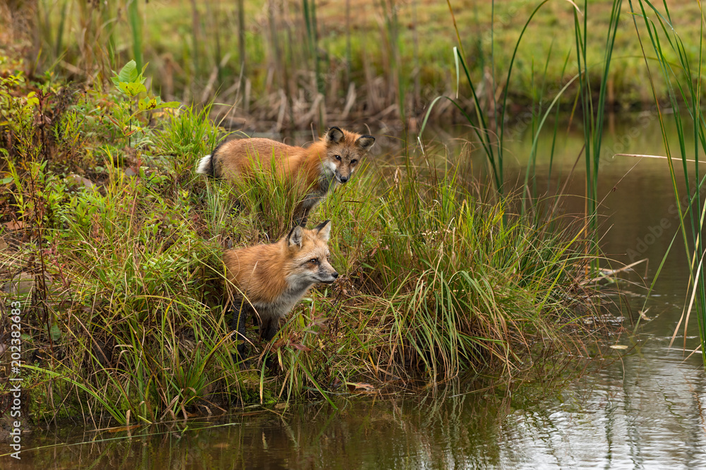 Obraz premium Two Red Fox (Vulpes vulpes) at Waters Edge