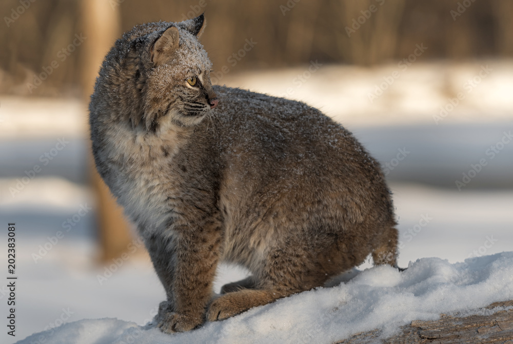 Naklejka premium Bobcat (Lynx rufus) Looks Over Shoulder Sitting on Log