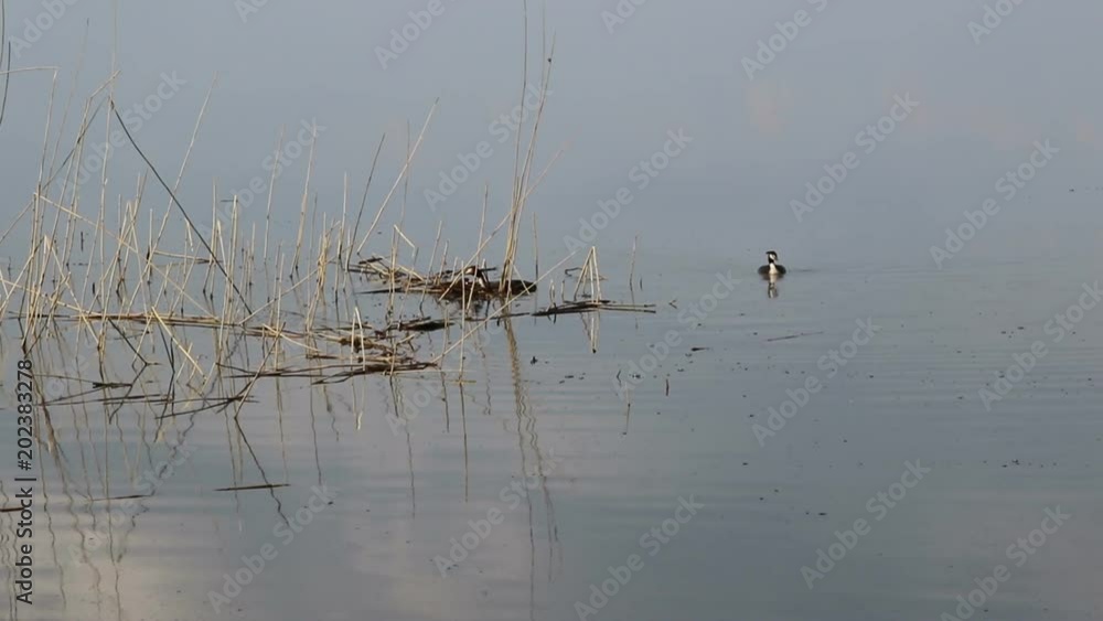 Pair of birds Great crested grebe (Podiceps cristatus) make the nest Pair of birds Great crested grebe (Podiceps cristatus) make the nest