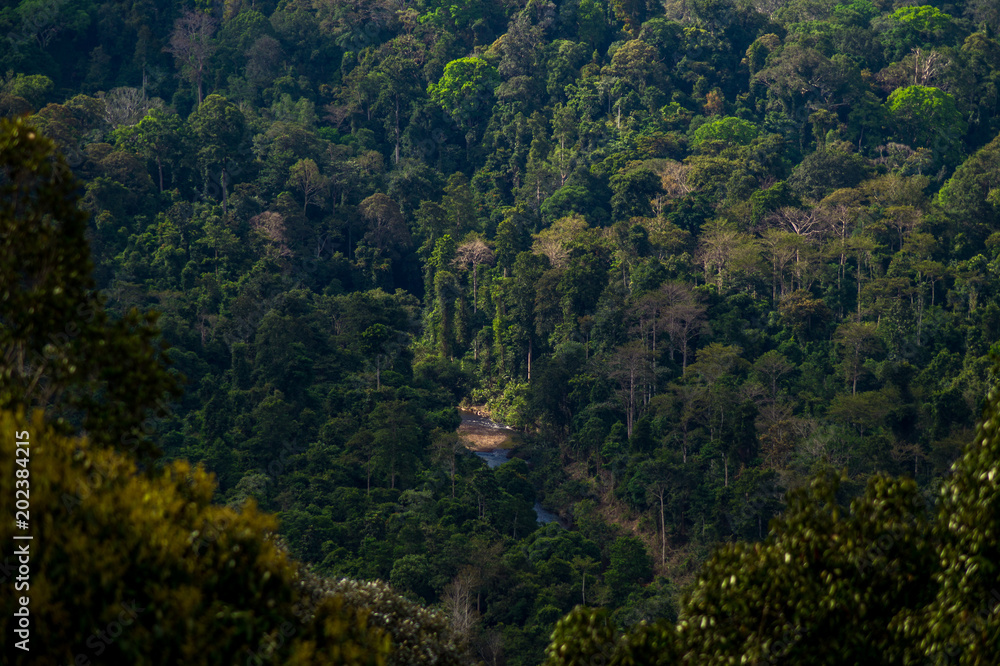 Blick auf Regenwald