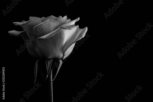 Beautiful rose. in balck and white. Close up