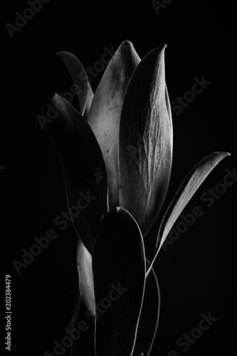 Tropical plant in black and white
