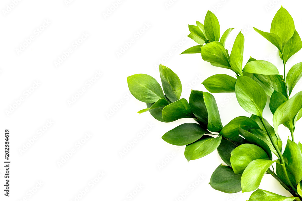 Summer concept. Bright greenery. Sprig with green foliage on white top view space for text Summer concept. Bright greenery. Sprig with green foliage on white top view space for text