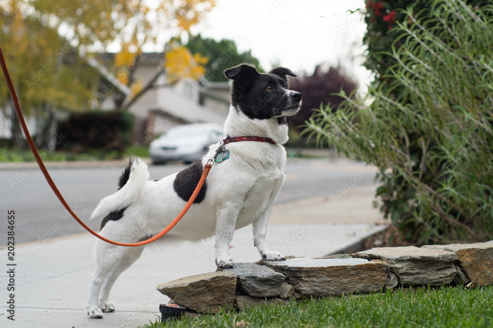 A small white and black dog with floppy ears and a curled tail on a leash in a dramatic pose along a sidewalk.