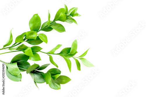 Summer background. Young sprig with green foliage on white top view space for text © 9dreamstudio