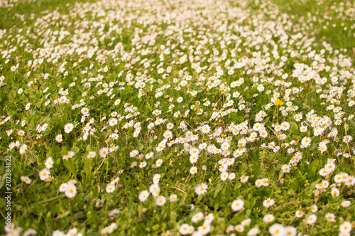 meadow of daisies 