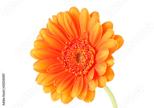 Orange gerbera flower isolated on white background
