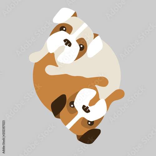 Puppy boxer gogs in a circle, Yin yang