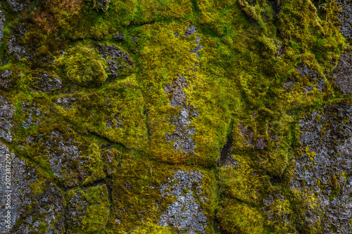 Moss covered stone