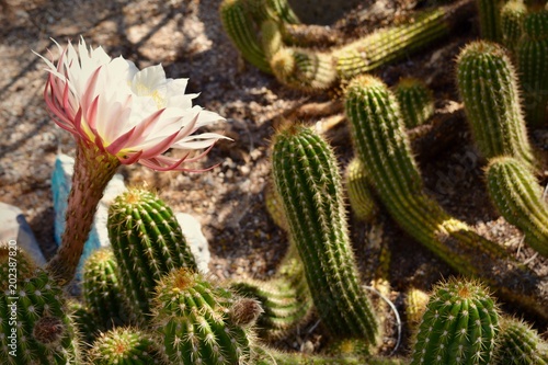 Creeping Cactus Flower Bloom Desert Succulent