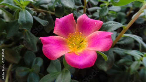 Pink flower, amidst leaves in the garden.