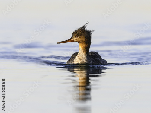 Female Red-breasted Merganser Swimming