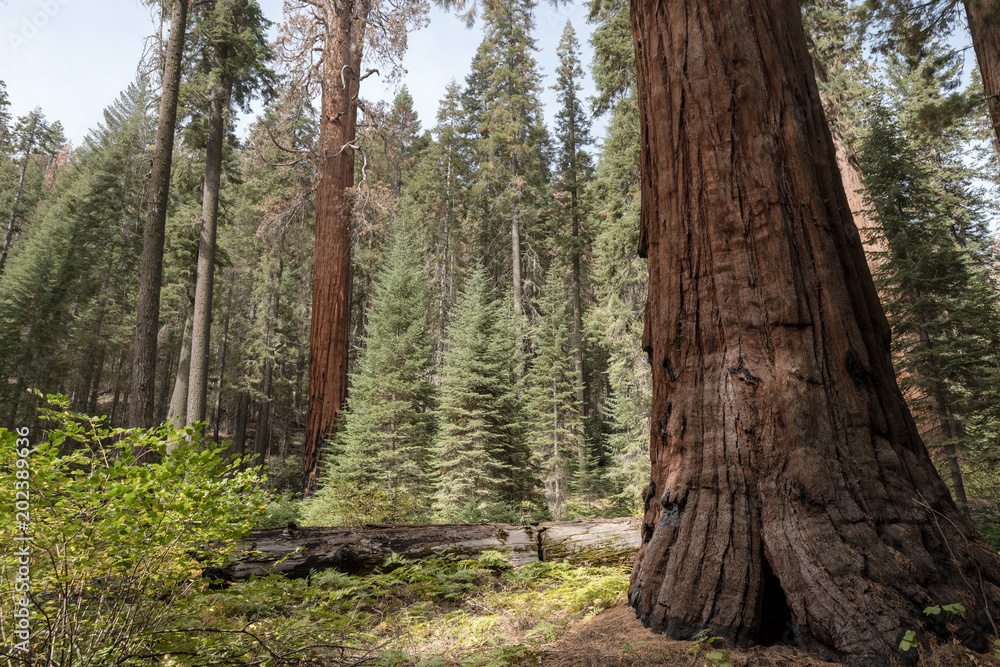 Trees Trees