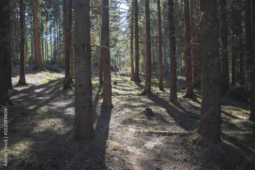 Fotografie Look inside a coniferous forest in germany during spring time