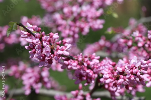 close-up of branch with pink flowers