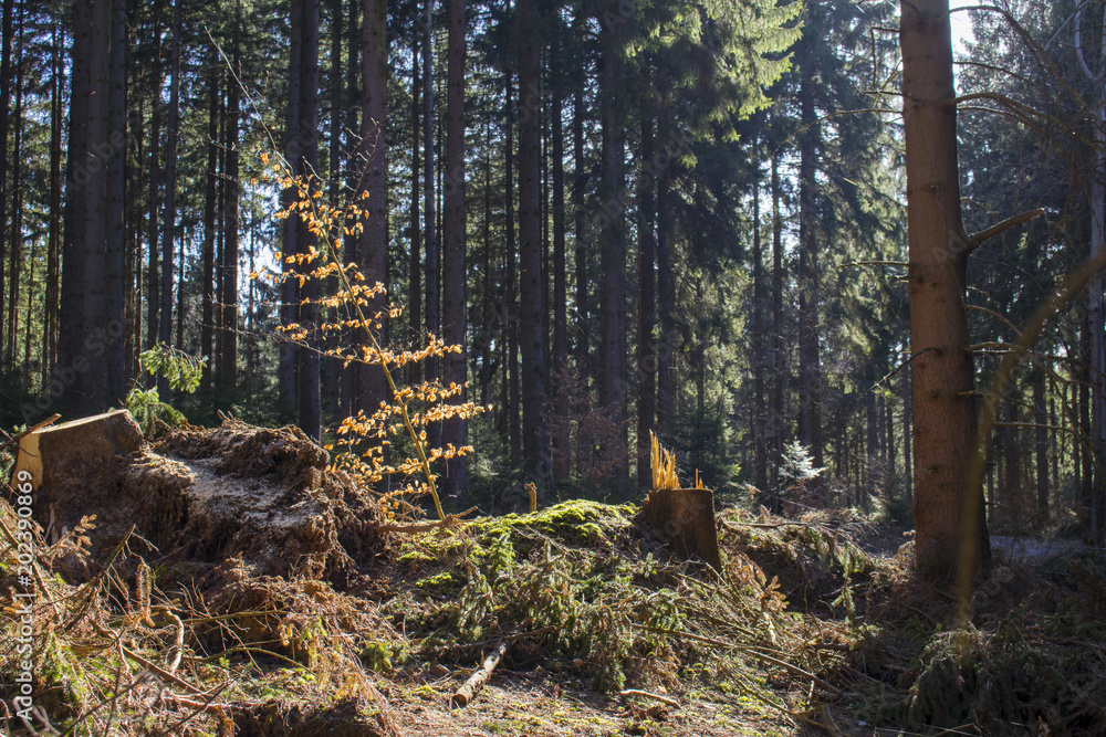 Fotografie Look inside a coniferous forest in germany during spring time