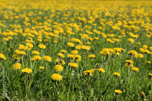 Fototapeta Naklejka Na Ścianę i Meble -  champs de pissenlits