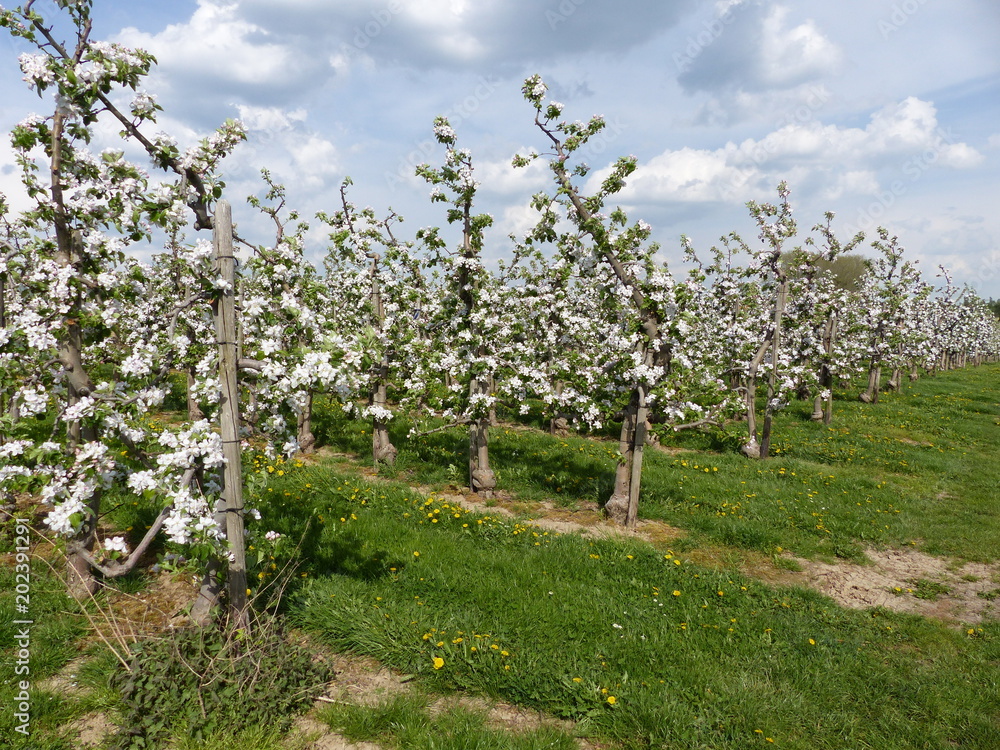 Blühende Obstbaumplantagen im Rheinland