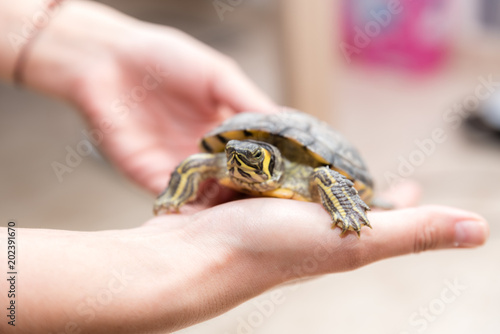 A woman holding a Pond slider turtle