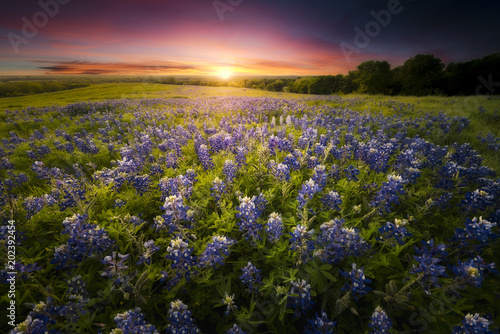 Texas Bluebonnet Sunset
