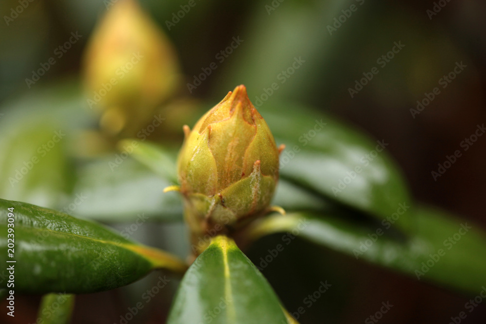 close up of a bright green rhododendron bud with green leafs, with dark dried background, outdoors on a sunny day close up of a bright green rhododendron bud with green leafs, with dark dried background, outdoors on a sunny day