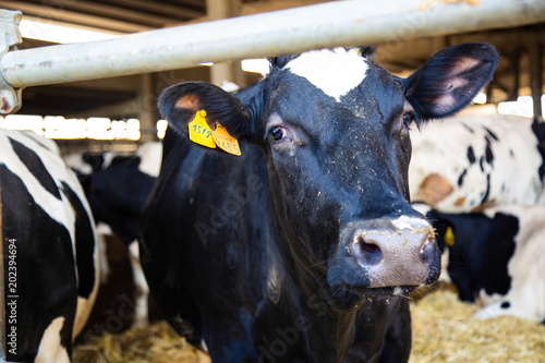 cows in a cheese factory barn