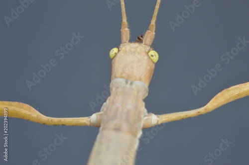 Phobaeticus magnus, stick insect native to Vietnam photo