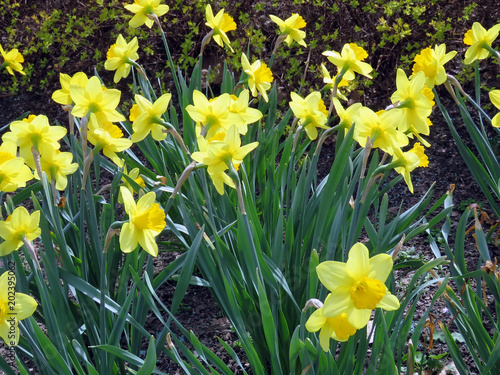 Fototapeta Naklejka Na Ścianę i Meble -  blooming yellow daffodils