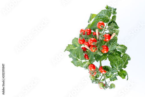 Top view Single home cultivated organic cherry tomatoes tree with mini red fresh tomatoes hanging on it, planted in a brown pot with white background right side