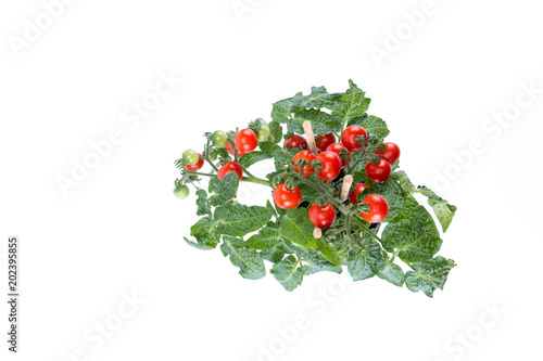 Top view Single home cultivated organic cherry tomatoes tree with mini red fresh tomatoes hanging on it, planted in a brown pot with white background center