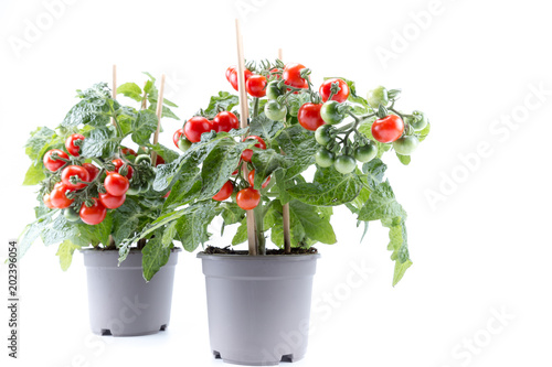Cherry tomatoes trees planted on gray pots with white background