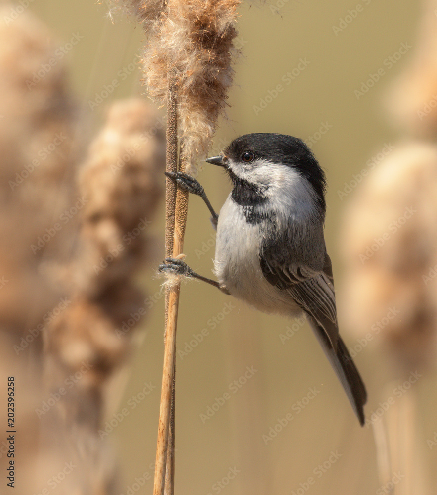 Naklejka premium Black-capped Chickadee