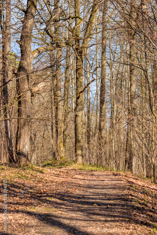 Fototapeta premium Forest path with trees without foliage in spring, vertically