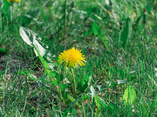 Fototapeta Naklejka Na Ścianę i Meble -  Dandelion in the grass