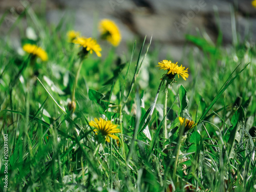 Fototapeta Naklejka Na Ścianę i Meble -  Dandelion in the grass