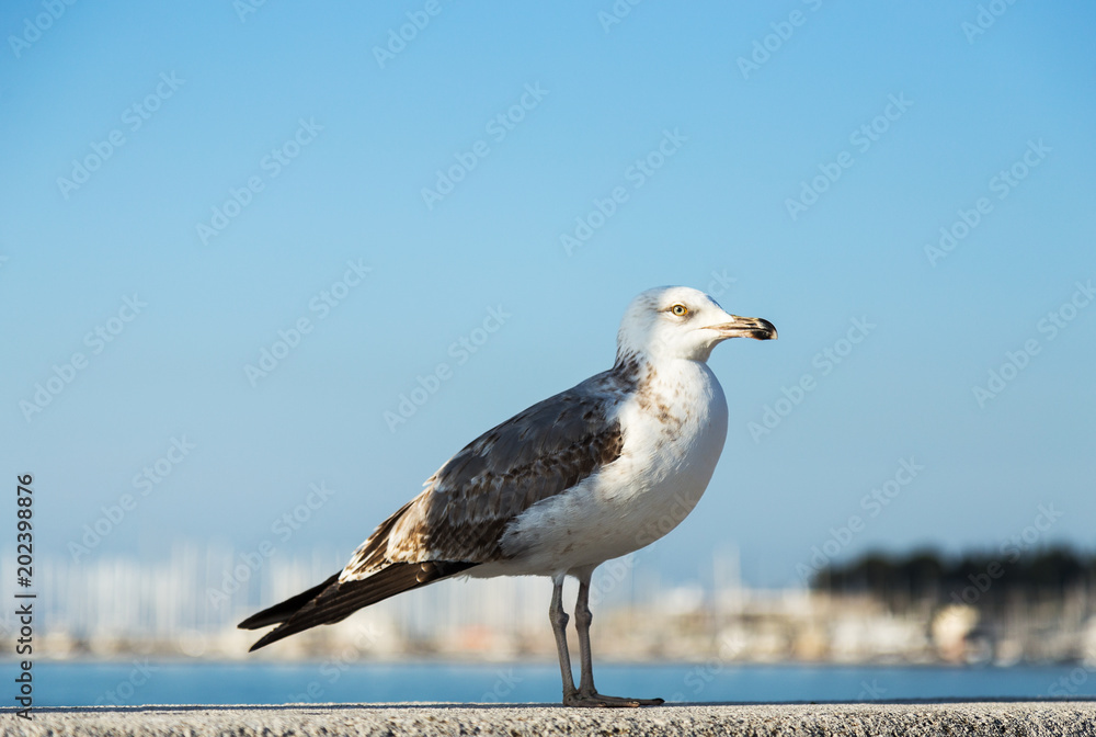 Obraz premium The close up portrait of seagull bird