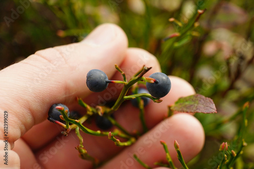 Blueberries in human hand. photo