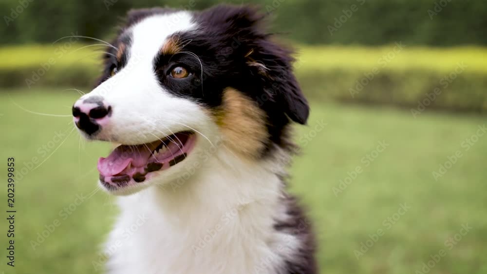 Slow motion - Happy Aussie on meadow with green grass in summer or spring. Beautiful Australian shepherd puppy 3 months old - portrait close-up - looking at camera. Cute dog enjoy at park outdoors. Slow motion - Happy Aussie on meadow with green grass in summer or spring. Beautiful Australian shepherd puppy 3 months old - portrait close-up - looking at camera. Cute dog enjoy at park outdoors.